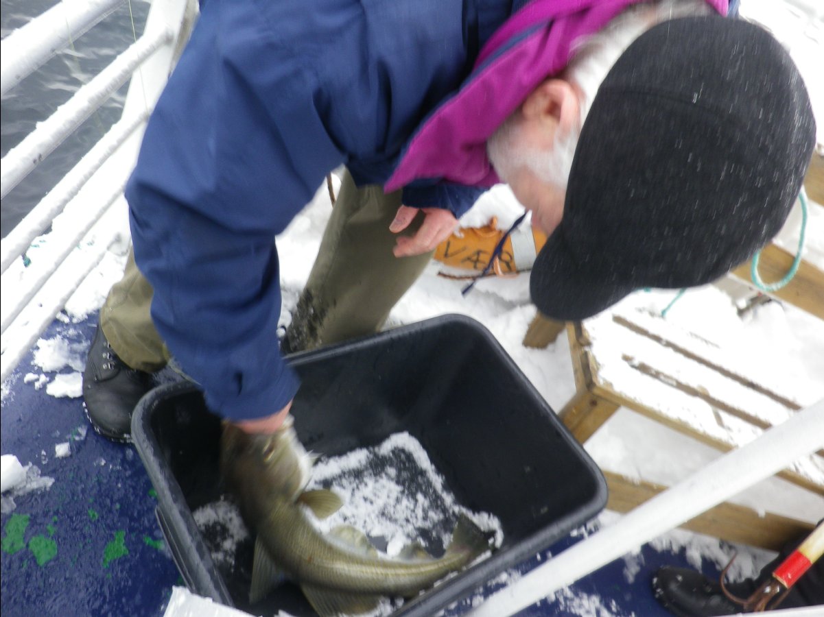 Cod Fishing24